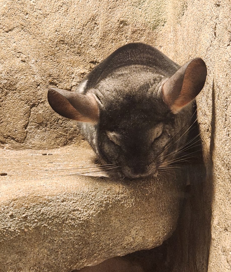 Greenburgh Nature Center (NY) - Chilean Chinchilla