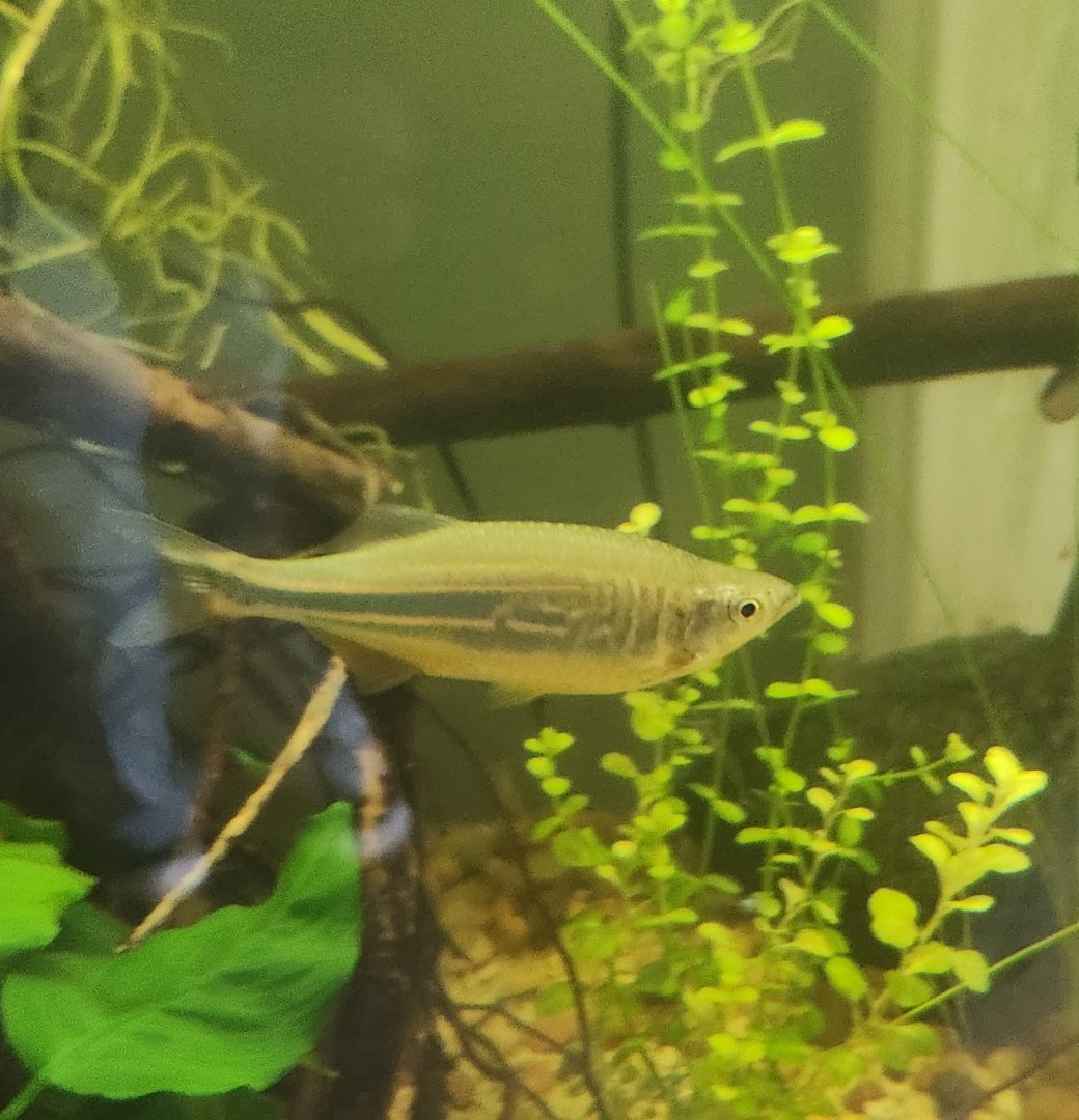 Greenburgh Nature Center (NY) - Danio