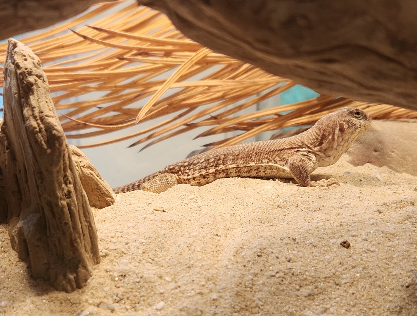 Greenburgh Nature Center (NY) - Dipsosaurus dorsalis