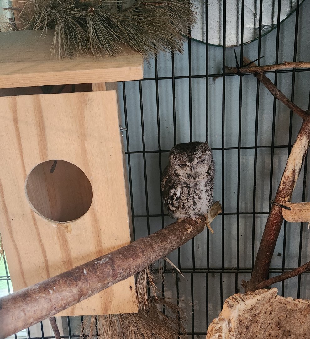 Greenburgh Nature Center (NY) - Eastern Screech Owl