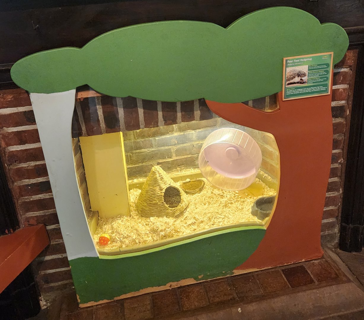 Greenburgh Nature Center (NY) - Four-toed Hedgehog exhibit
