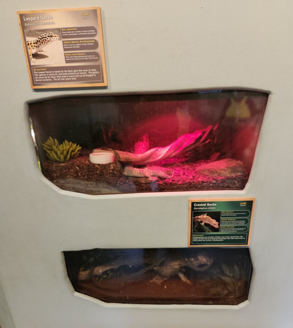 Greenburgh Nature Center (NY) - Gecko wall