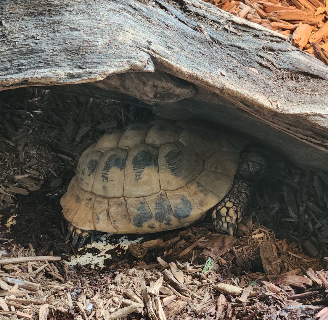 Greenburgh Nature Center (NY) - Testudo hermanni