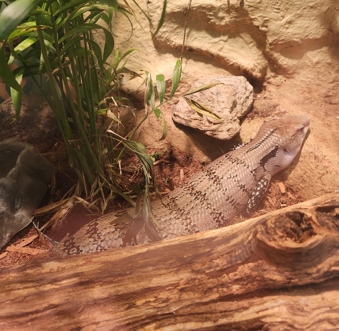 Greenburgh Nature Center (NY) - Tiliqua gigas