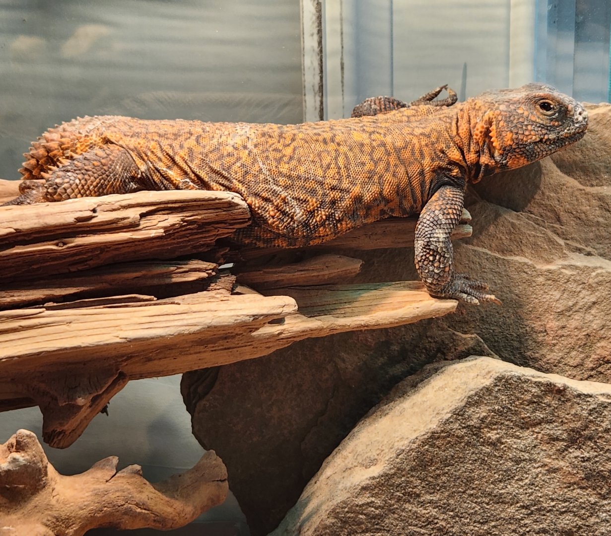Greenburgh Nature Center (NY) - Uromastyx geyri