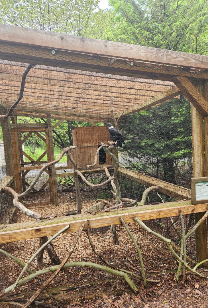 Greenburgh Nature Center (NY) - White-necked Raven enclosure