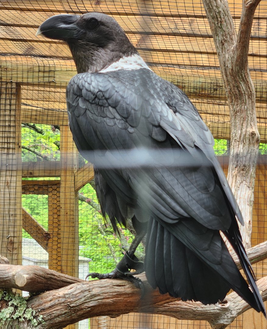 Greenburgh Nature Center (NY) - White-necked Raven