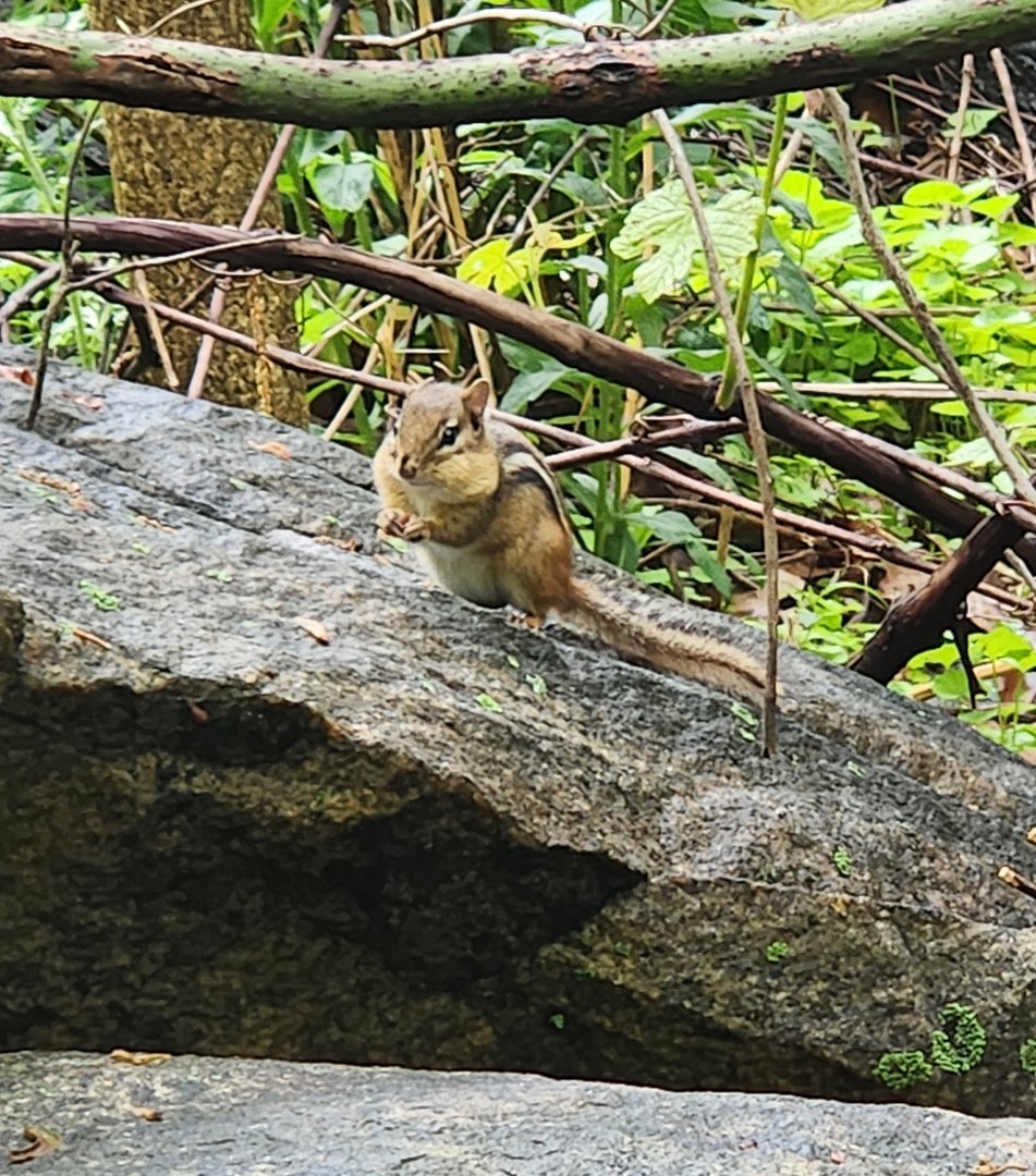 Greenburgh Nature Center (NY) - Wild chipmunk