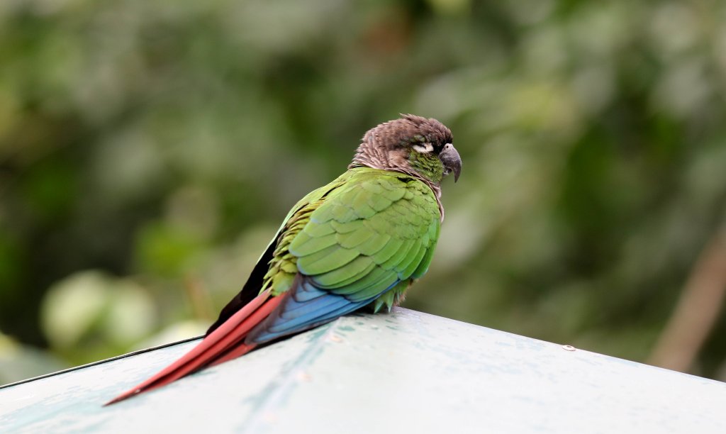 Greencheek Conure