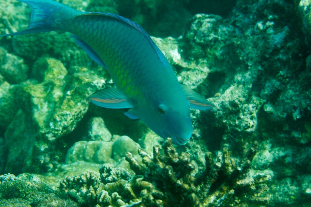 Greenfin Parrotfish, Terminal male
