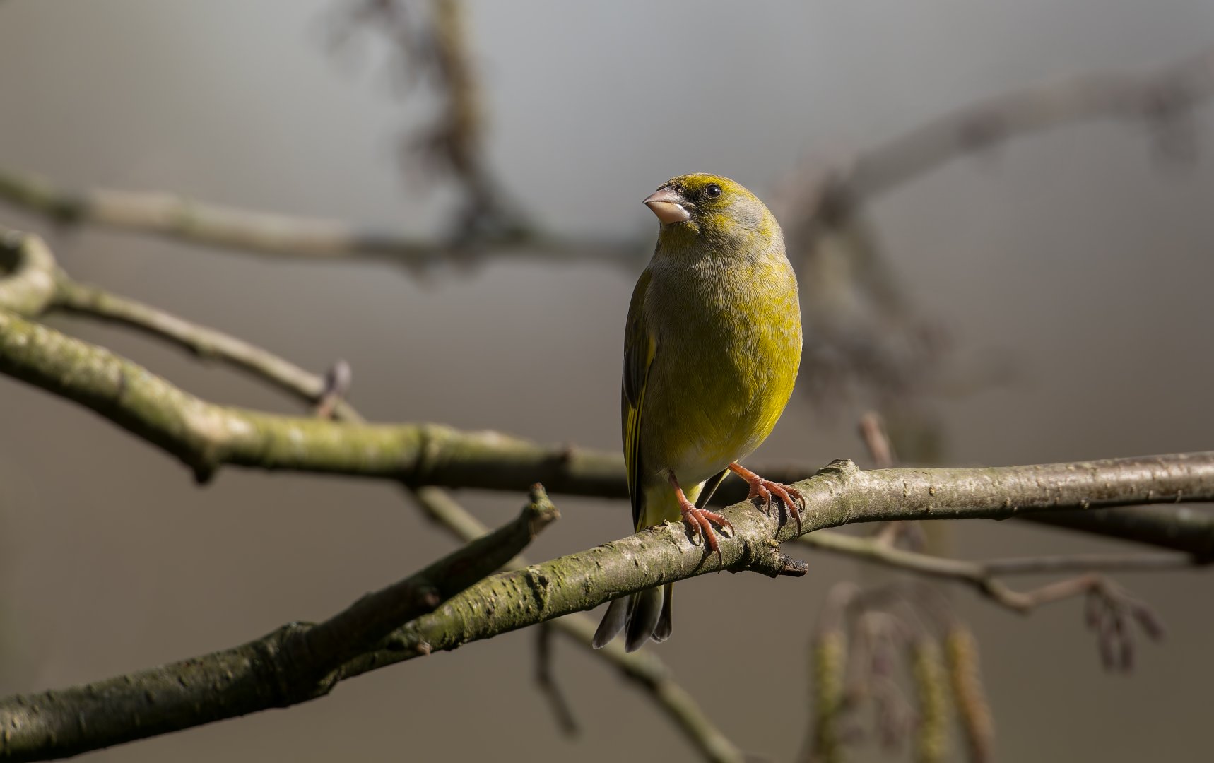 Greenfinch ,wild, UK