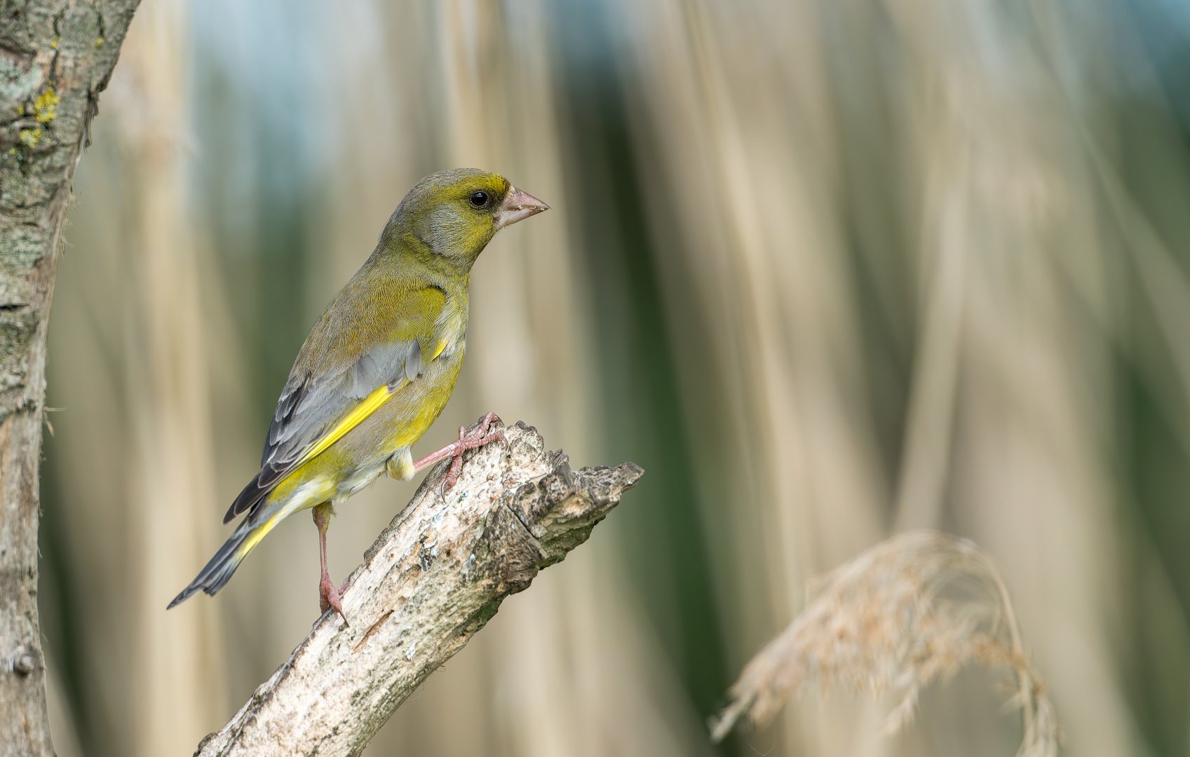 Greenfinch (wild) UK