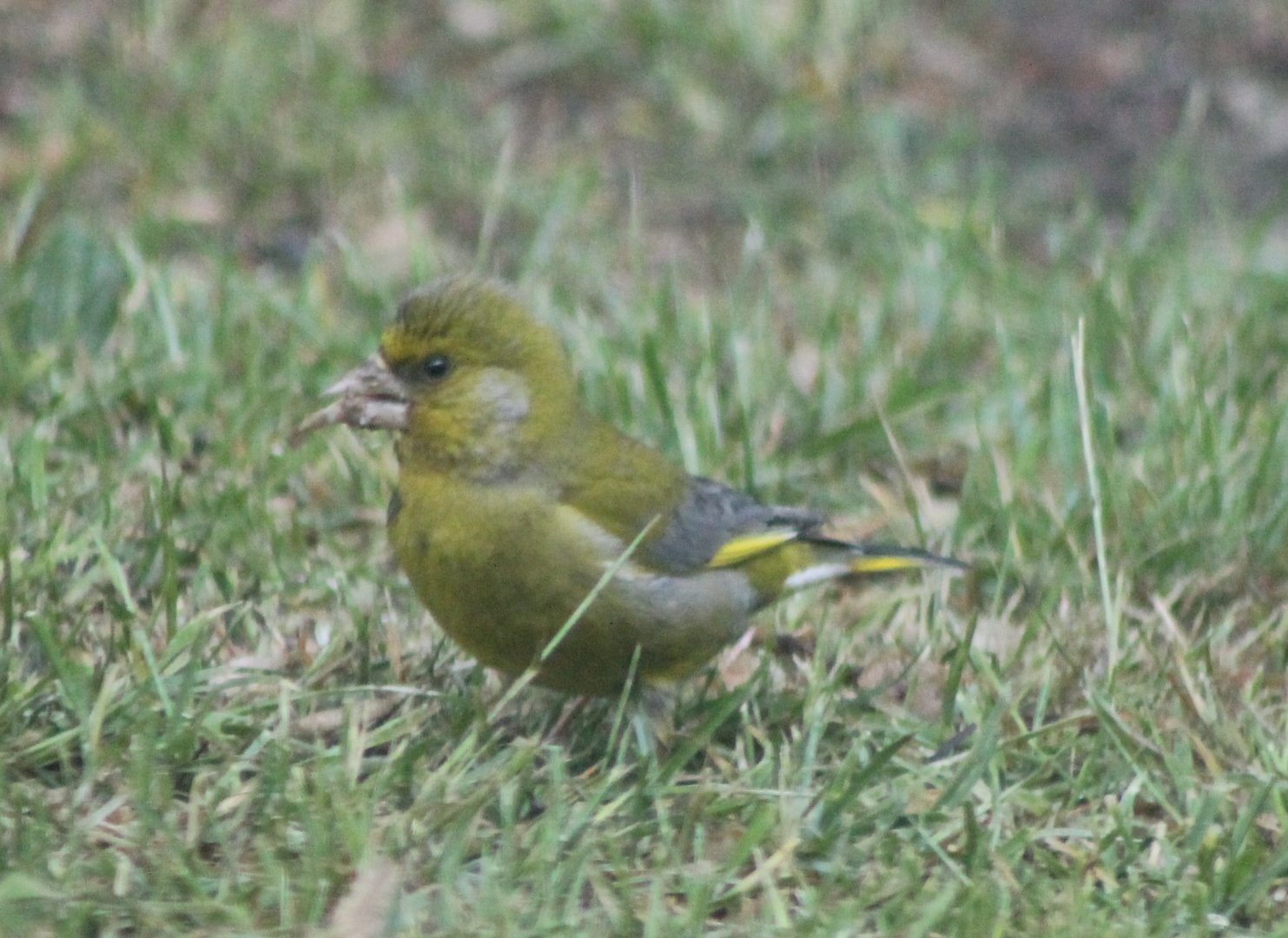Greenfinch