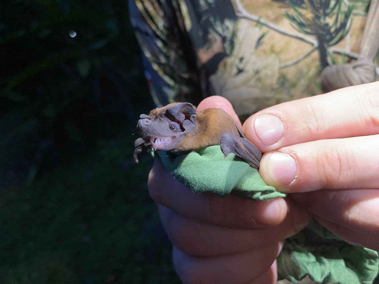 Greenhall’s Dog-faced Bat (Cynomops greenhalli)