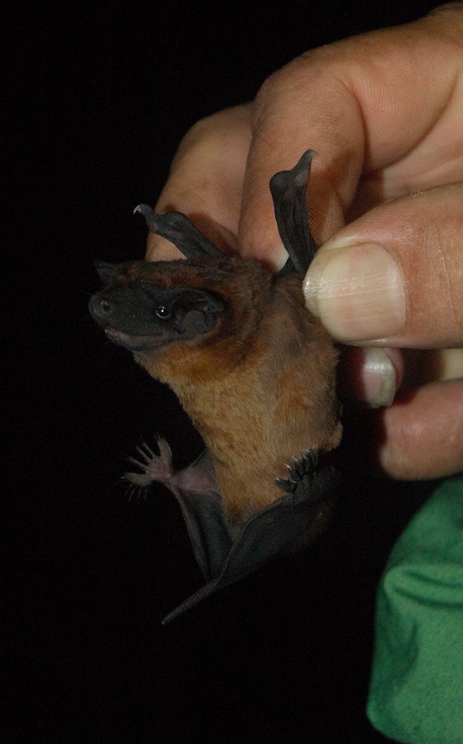 Greenhall’s Dog-faced Bat (Cynomops greenhalli)