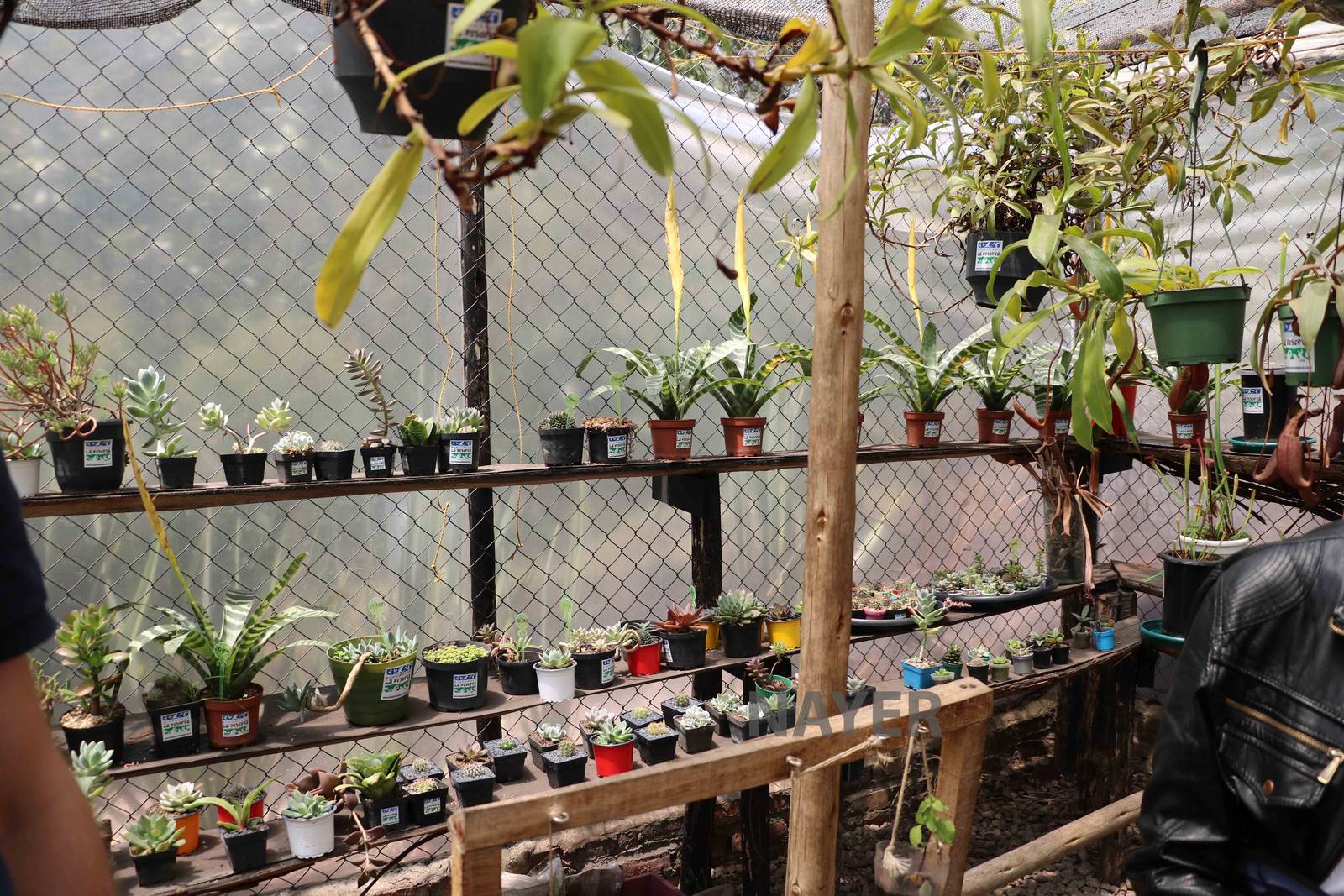Greenhouse - Bioparque la Reserva, March 2016