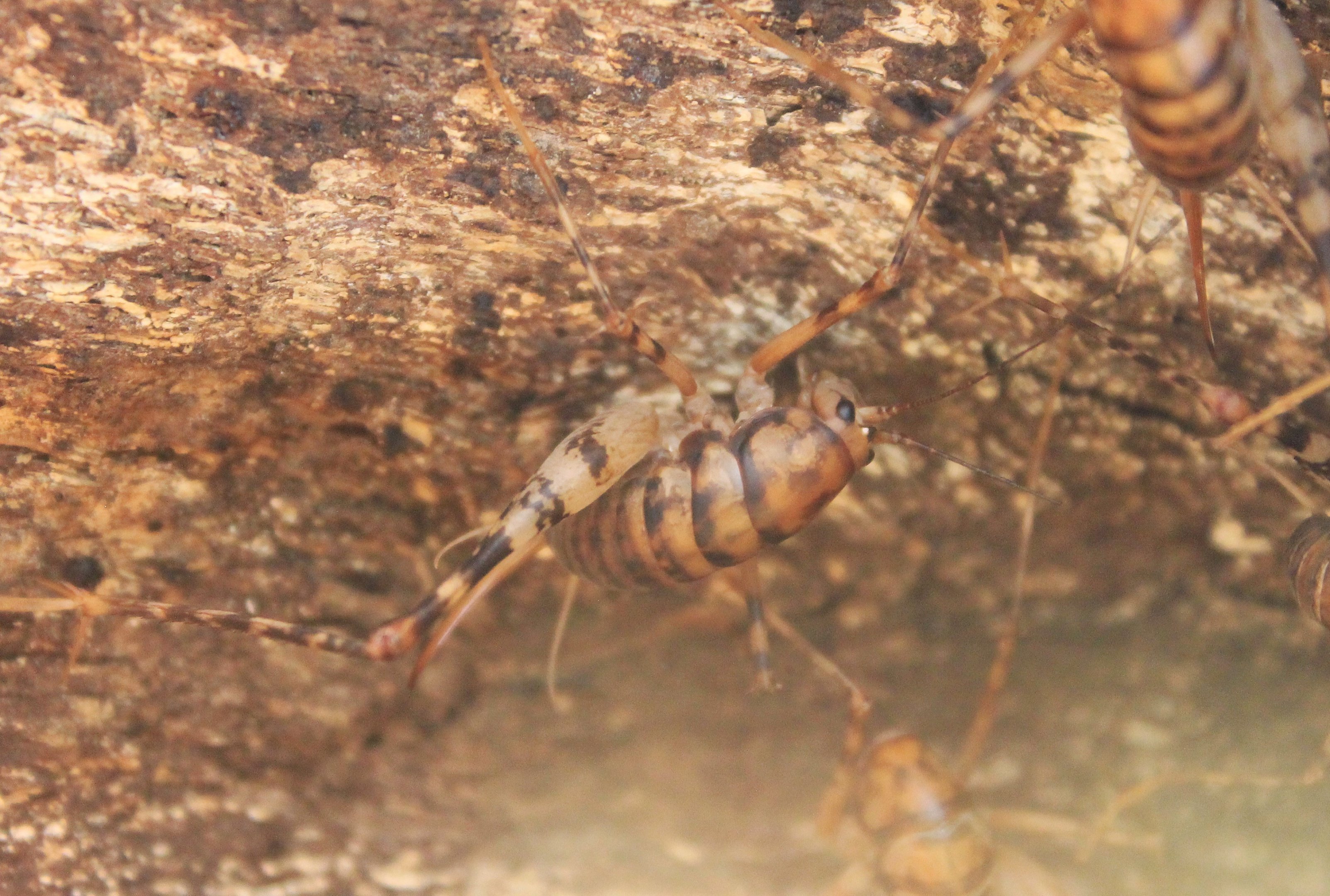 Greenhouse Camel Cricket (Diestrammena asynamora)