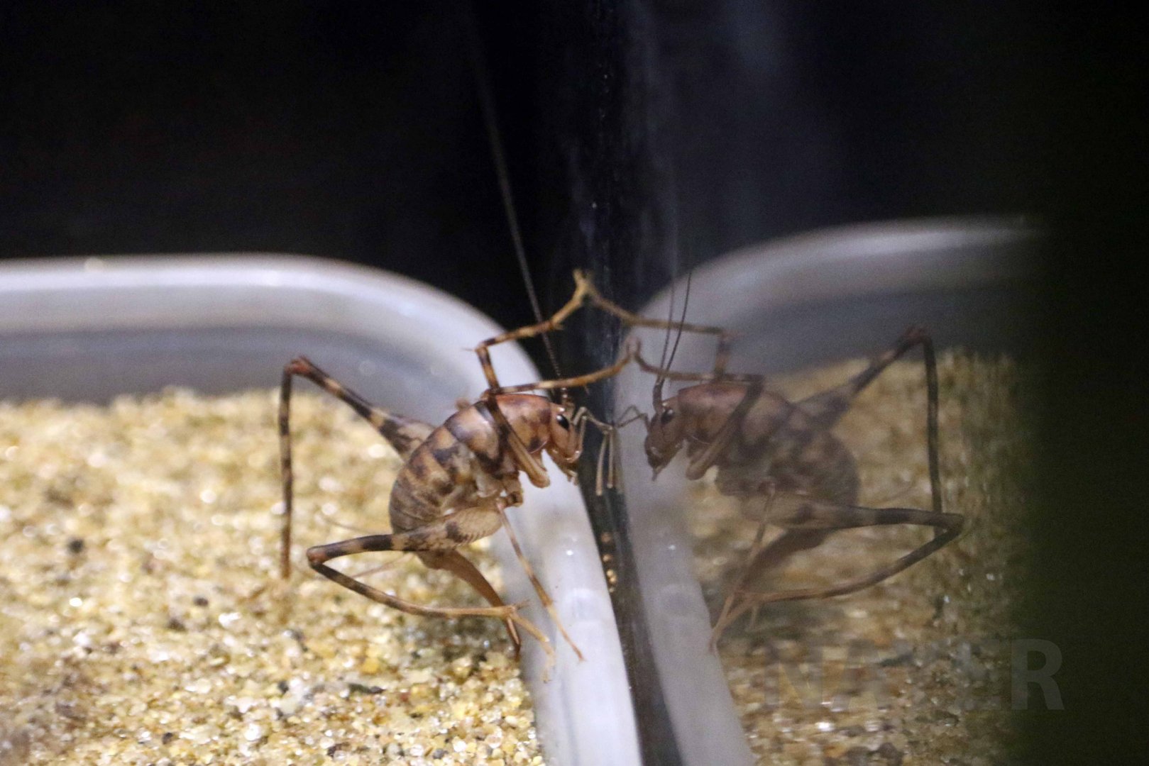 Greenhouse camel cricket, October 2017