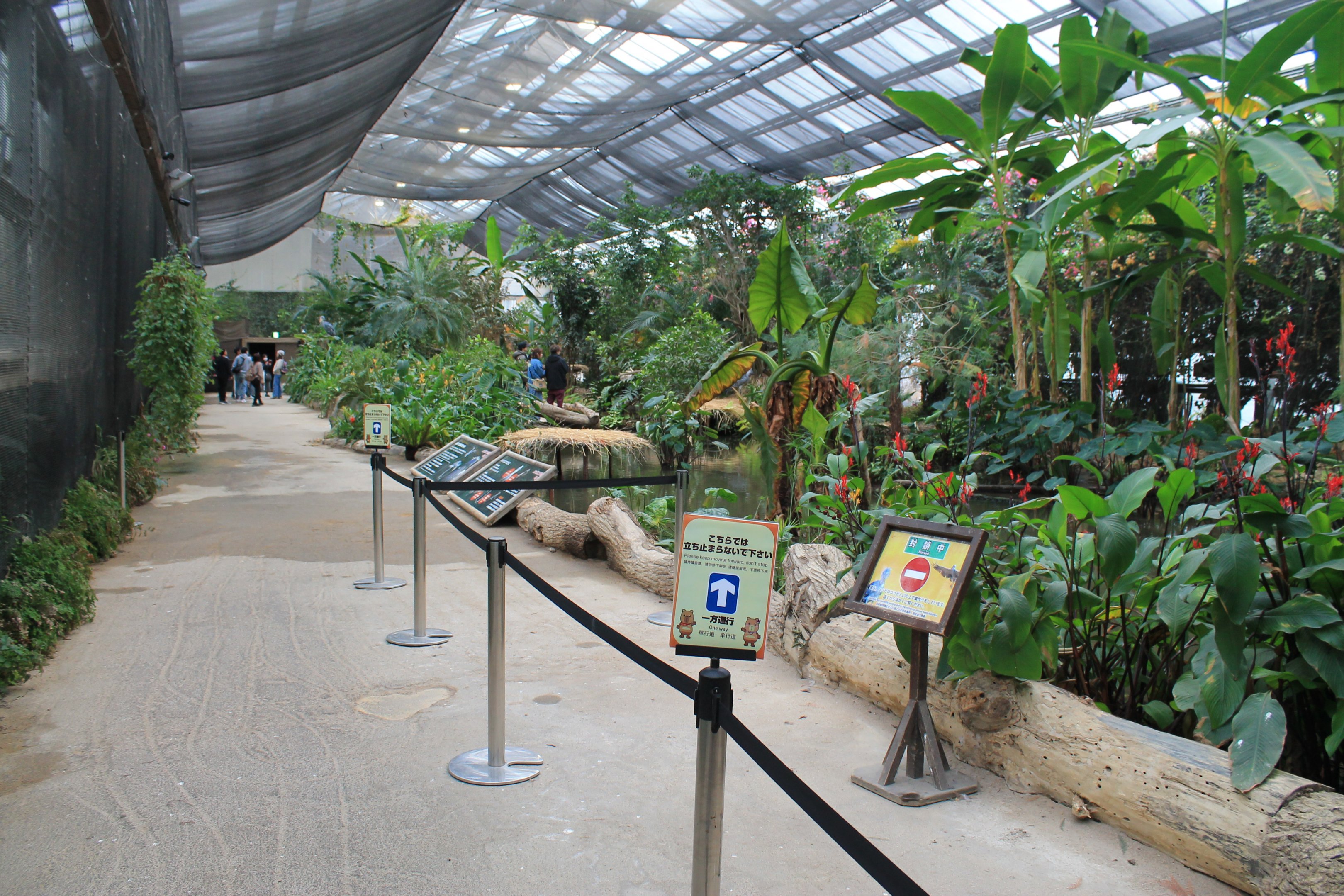 Greenhouse enclosure for Shoebill (Balaeniceps rex)