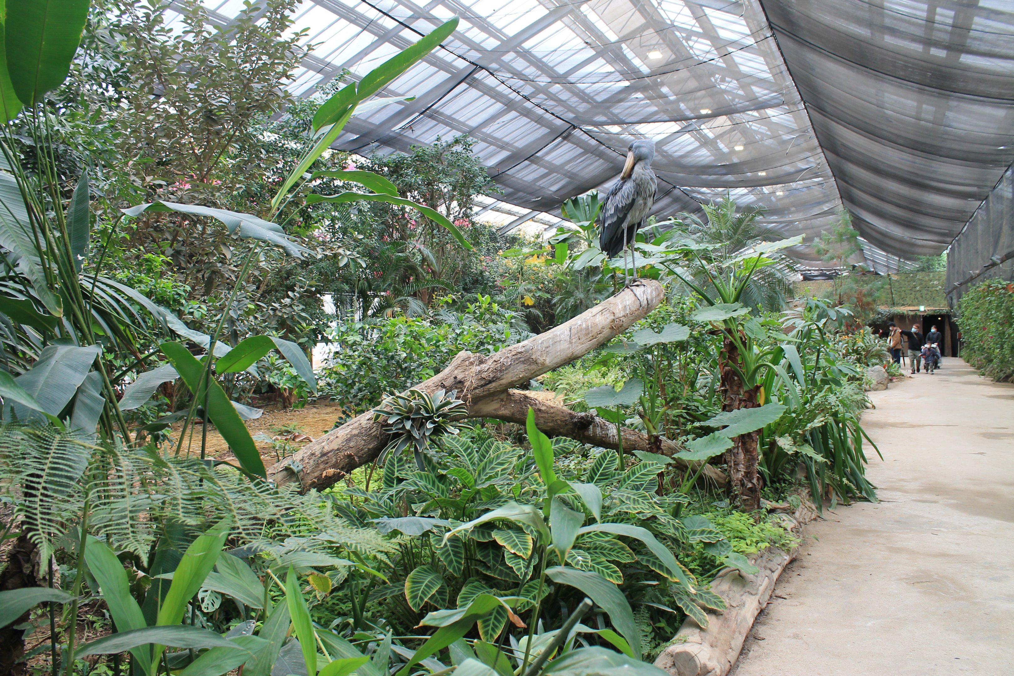 Greenhouse enclosure for Shoebill (Balaeniceps rex)