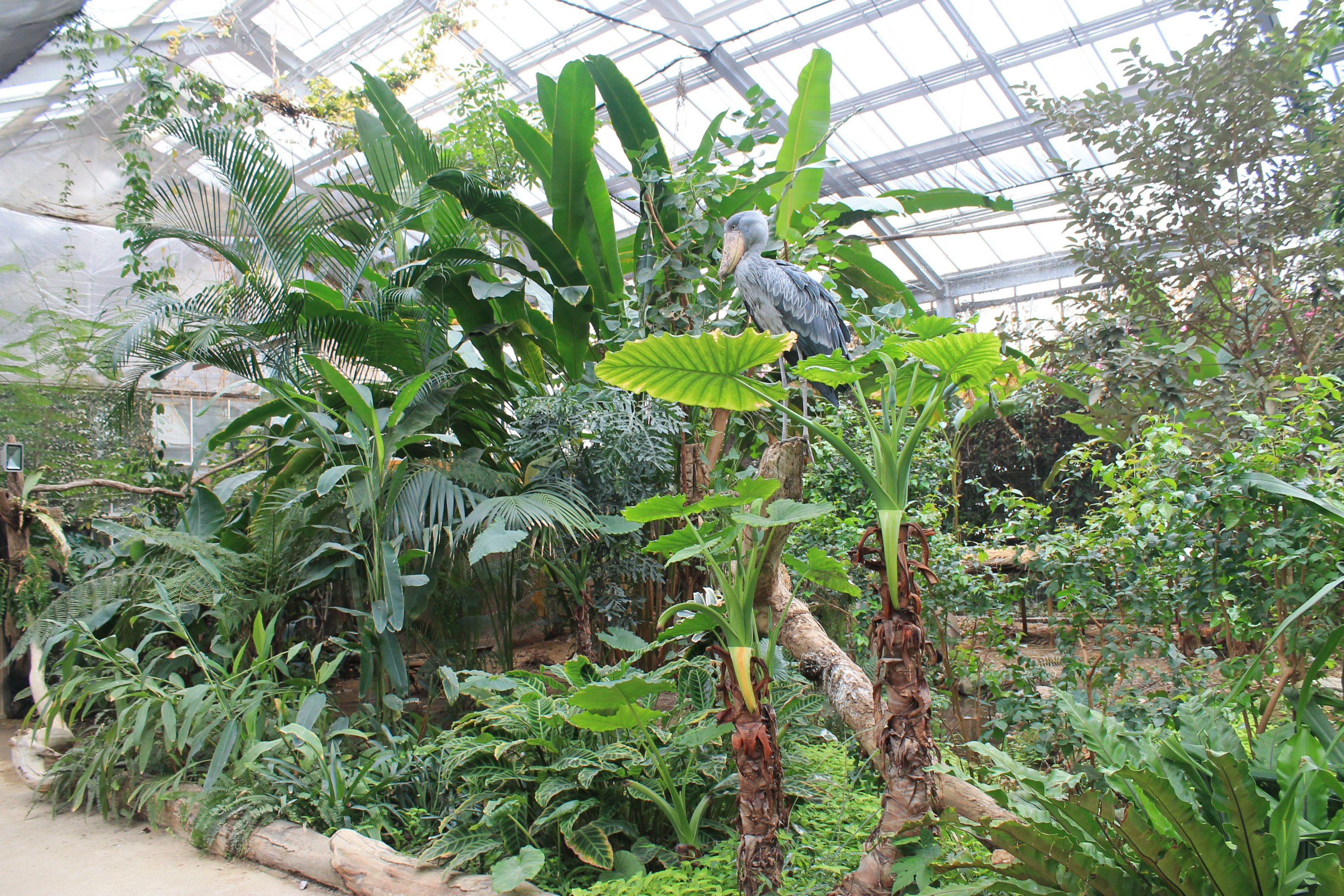 Greenhouse enclosure for Shoebill (Balaeniceps rex)