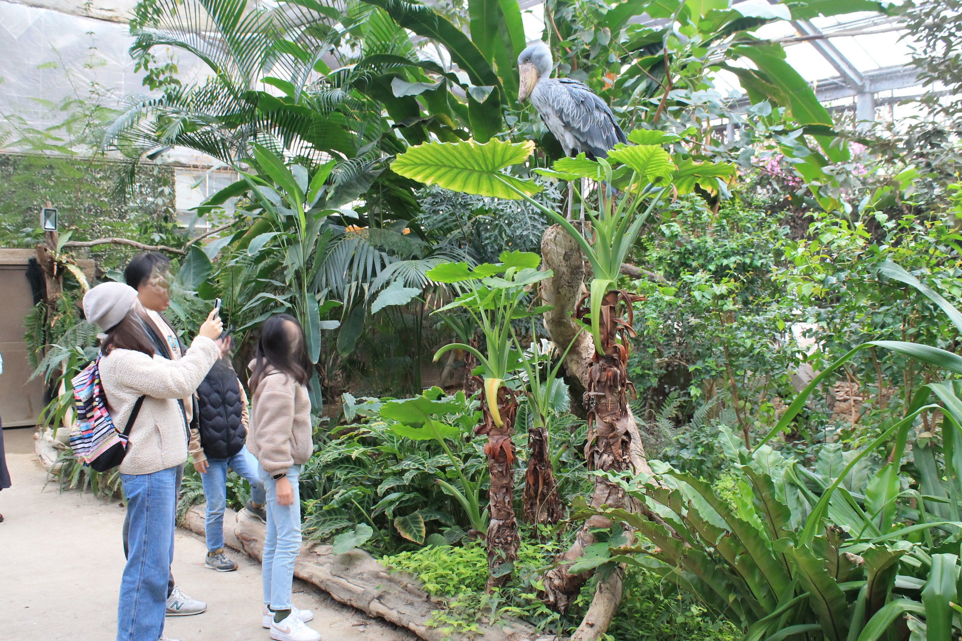Greenhouse enclosure for Shoebill (Balaeniceps rex)