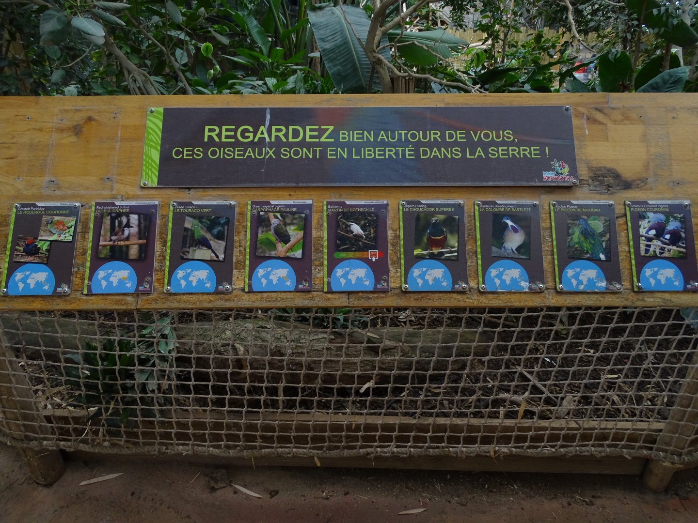 Greenhouse free-flying birds species list