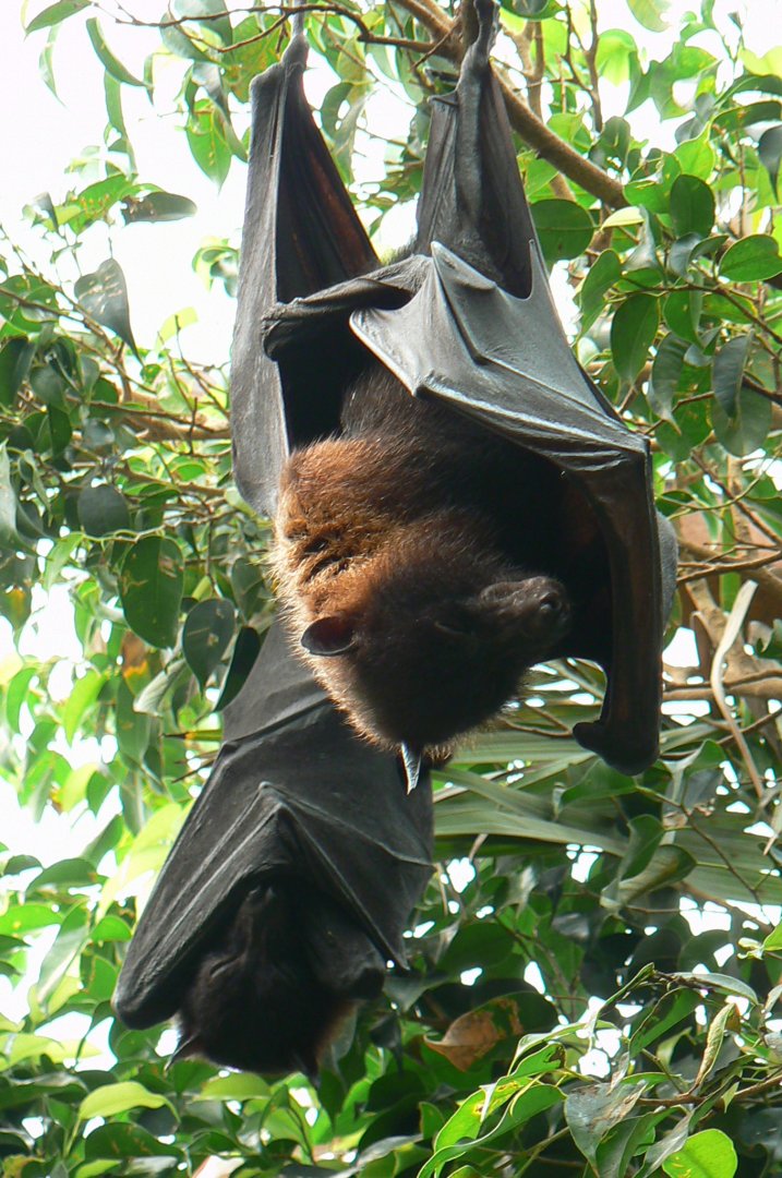 Greenhouse - Indian flying foxes