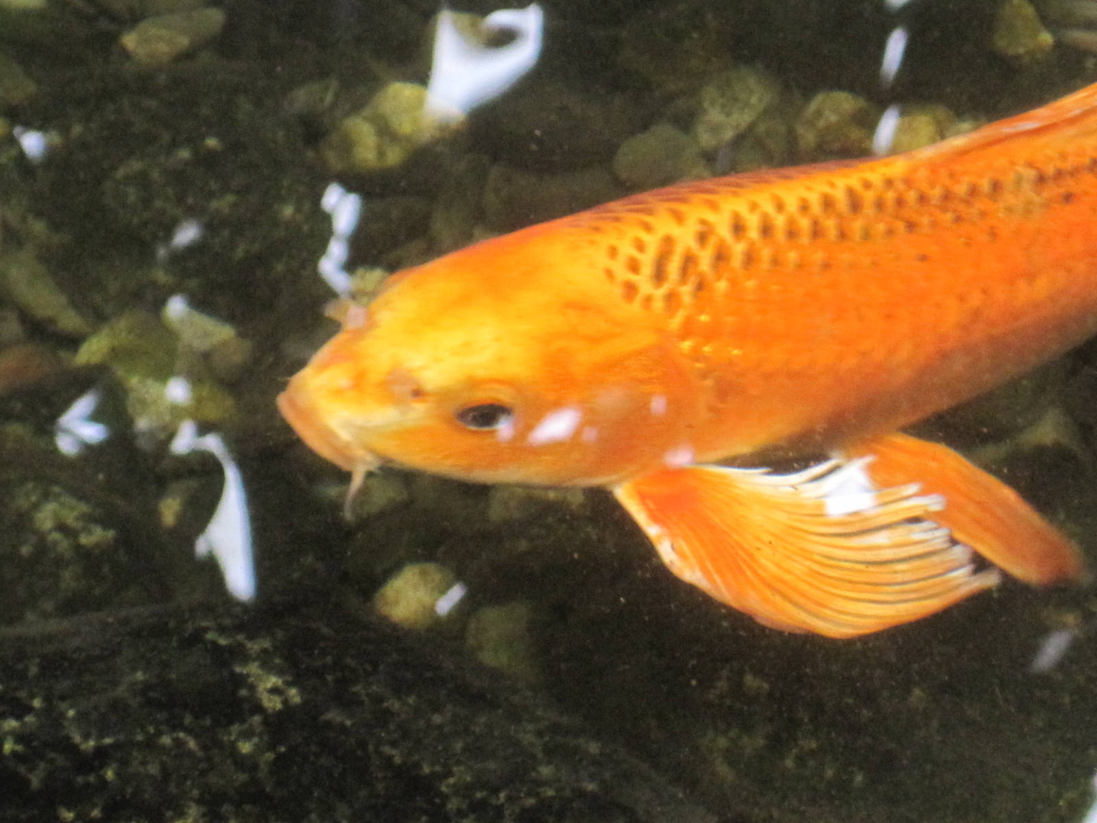 Greenhouse- Koi Fish