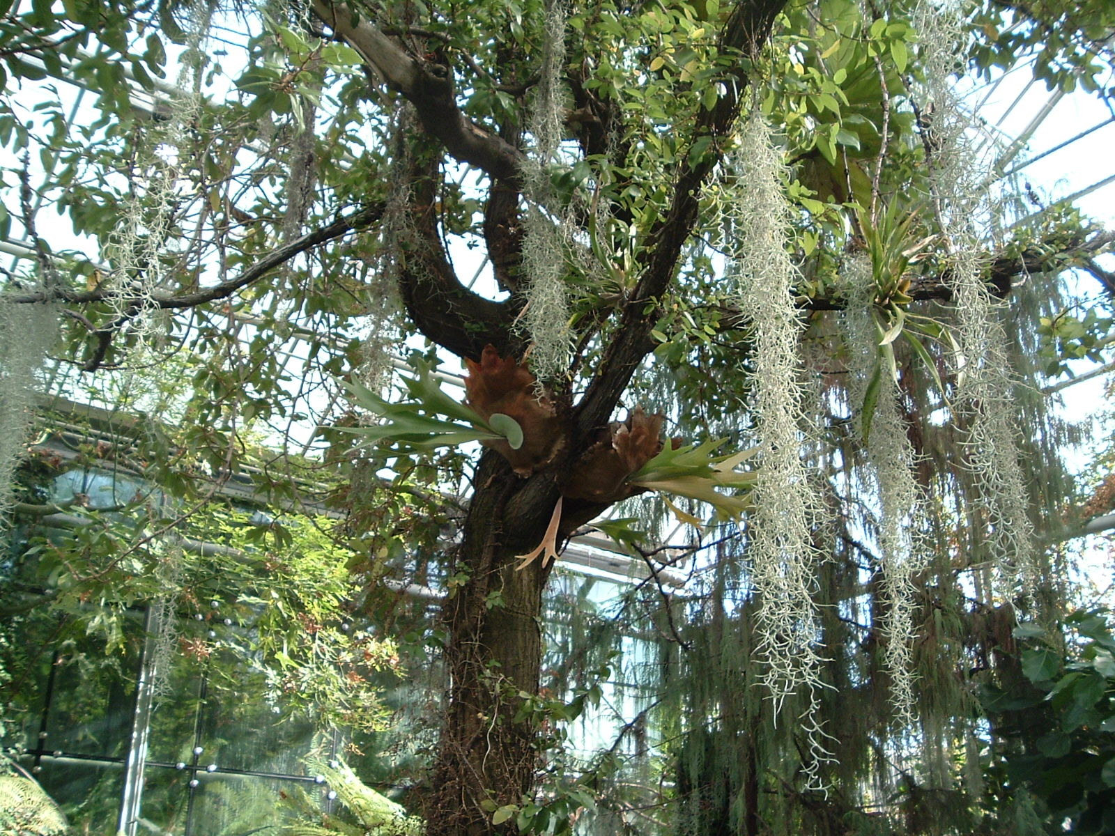 Greenhouses at Artis Zoo Jan 2006