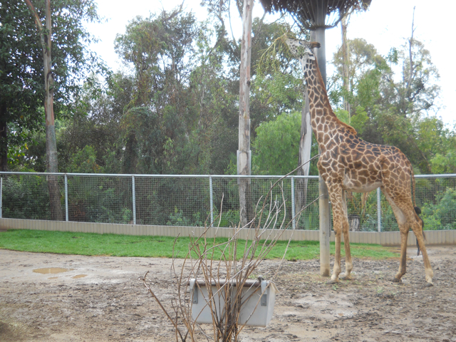 "Greening" of giraffe exhibit