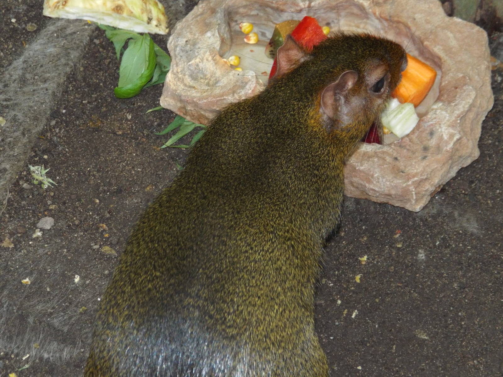 Greenish Acuchy (Myoprocta pratti) at Zoo Leipzig - April 7th 2014