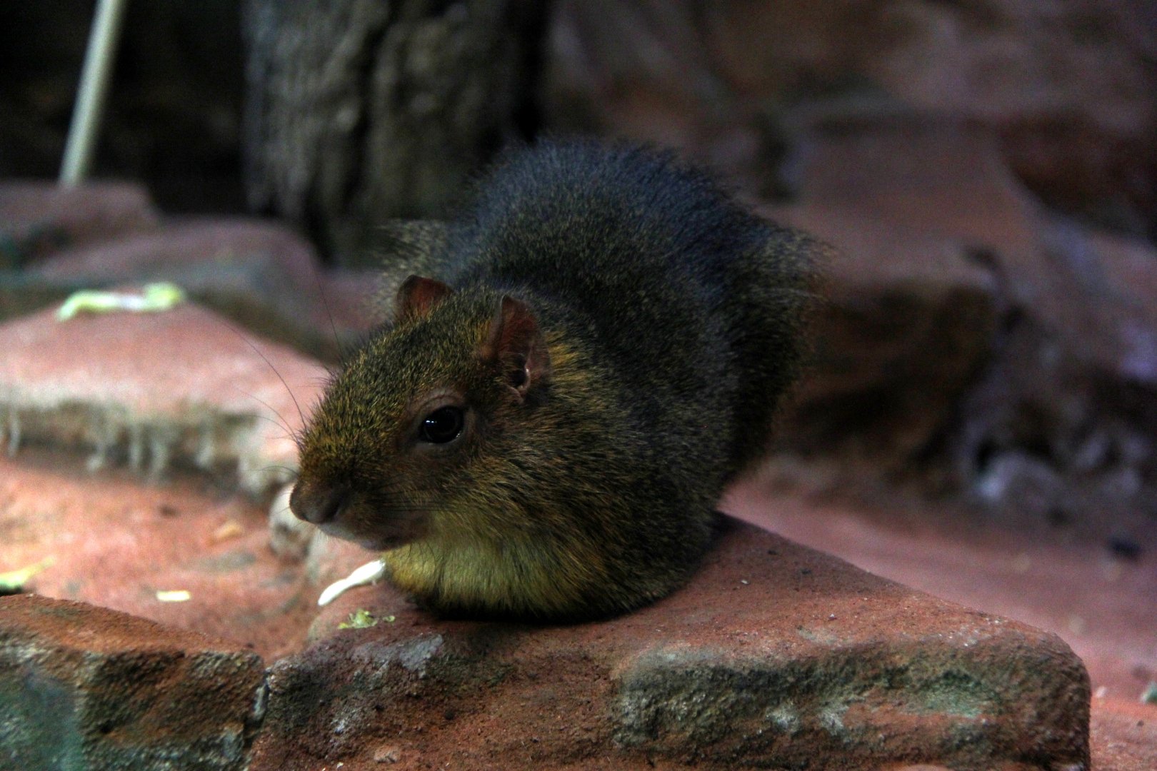 Greenish acuchy (Myoprocta pratti)