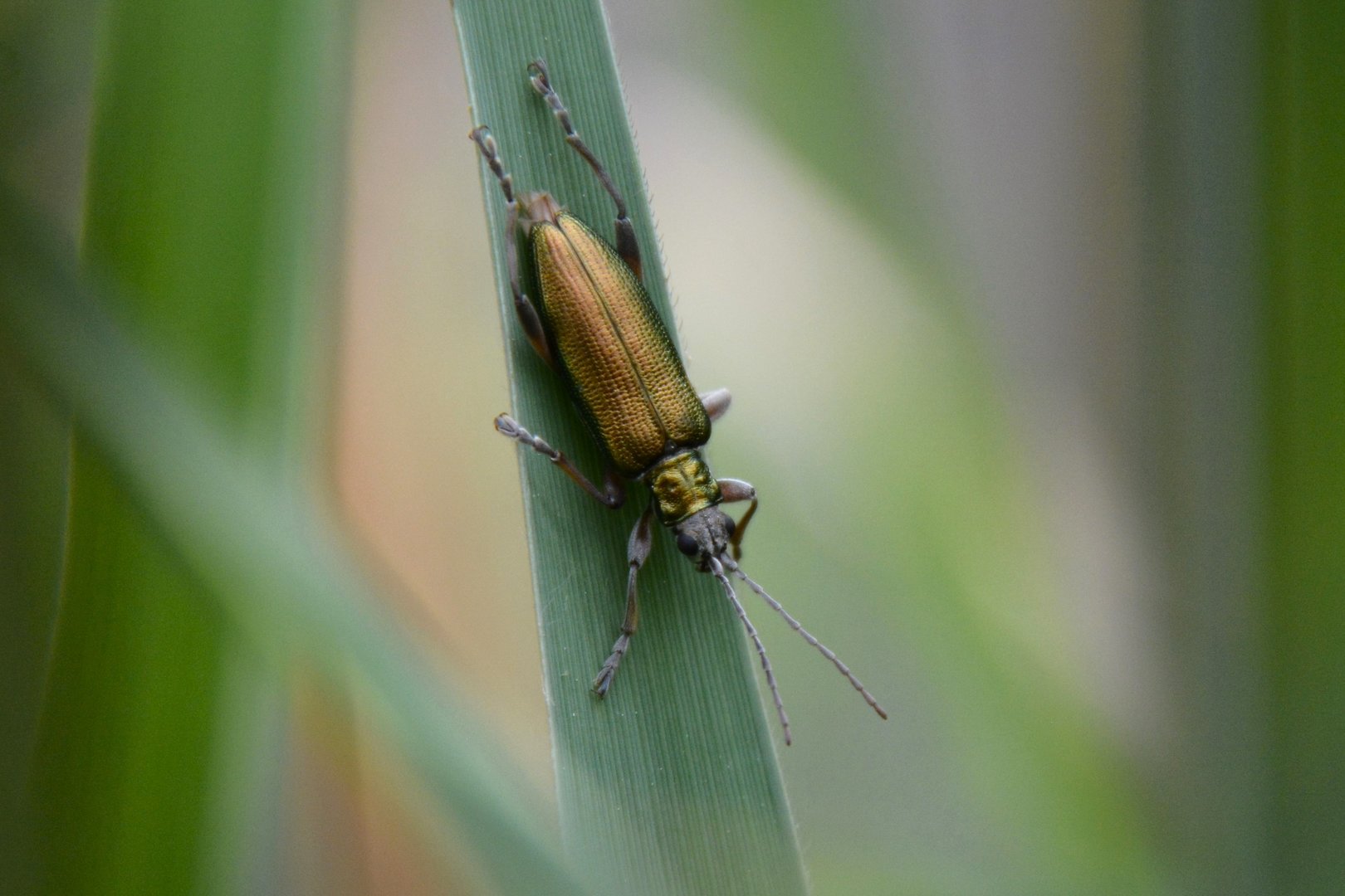 Greenish reed beetle (Donacia clavipes)
