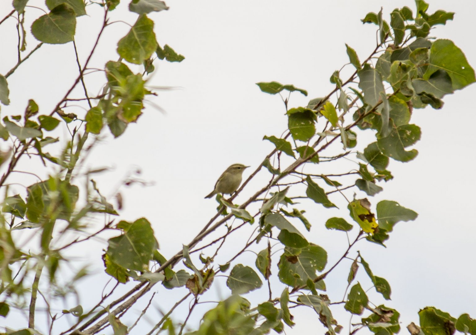 Greenish warbler, Phylloscopus trochiloides viridanus