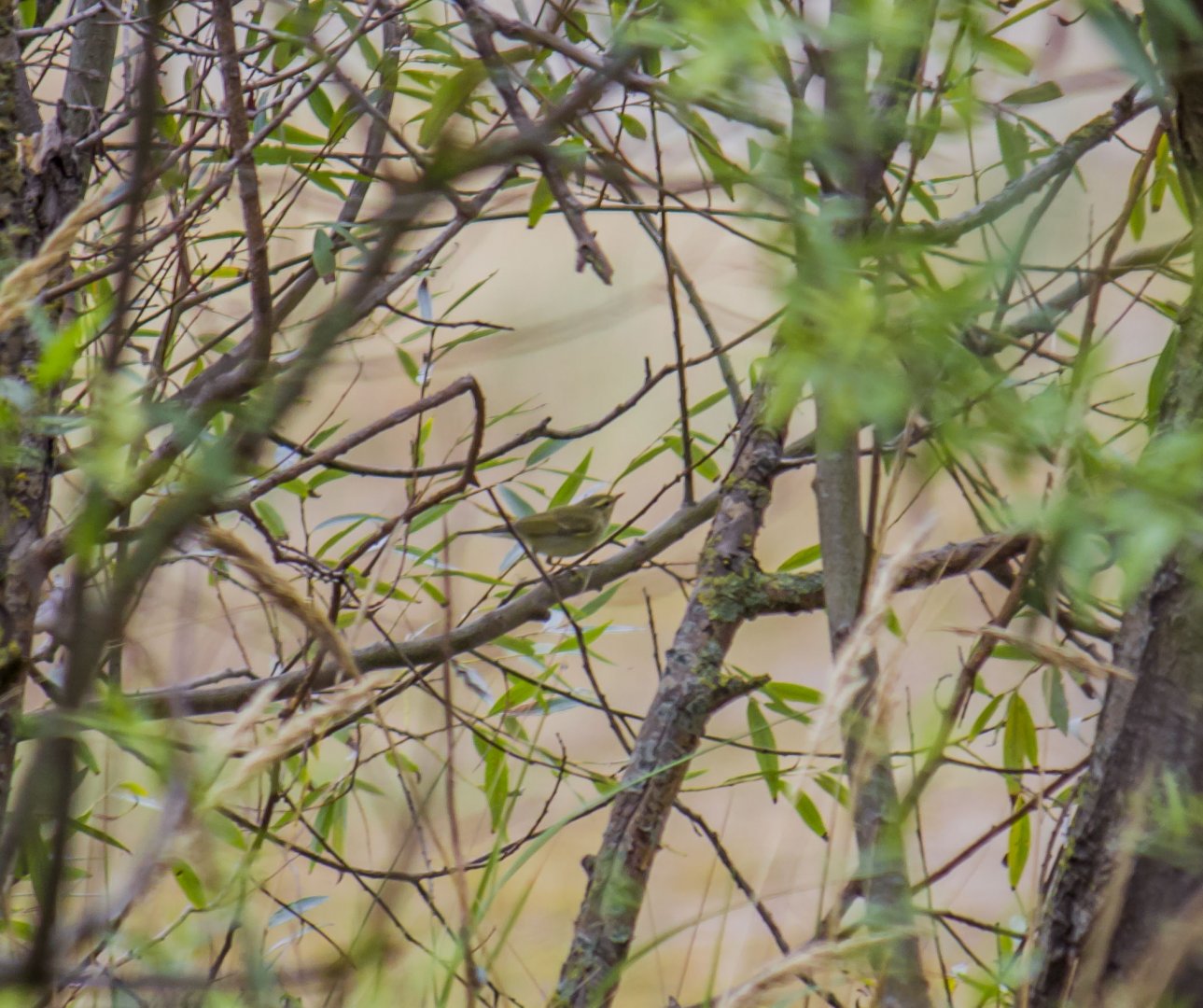 Greenish warbler, Phylloscopus trochiloides viridanus