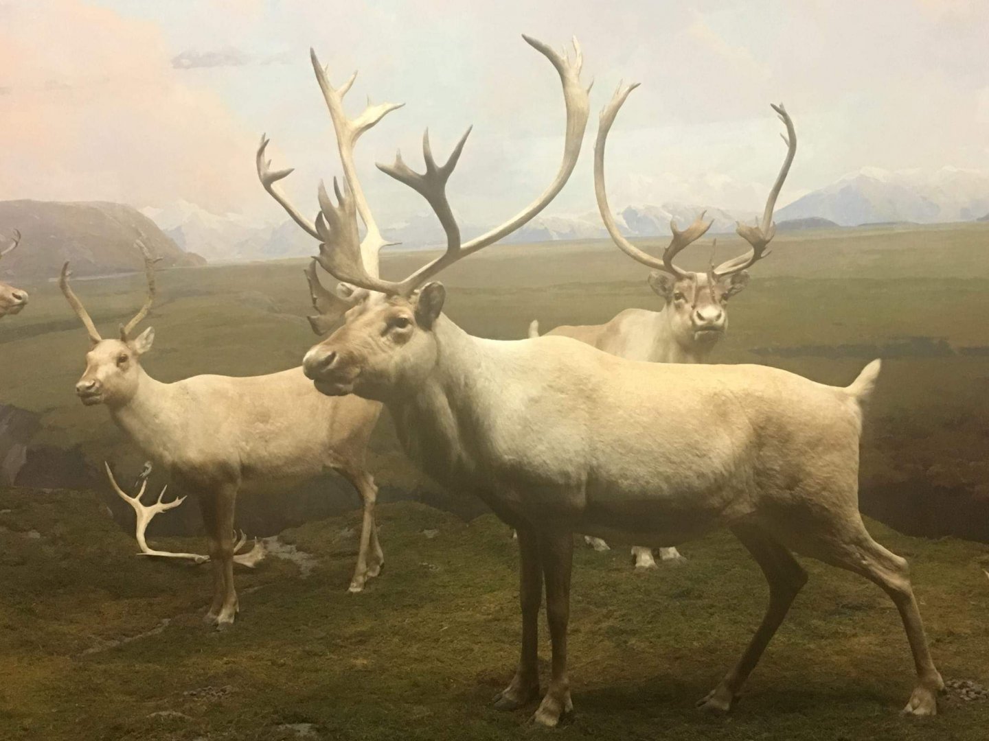Greenland caribou (Rangifer tarandus groenlandicus)