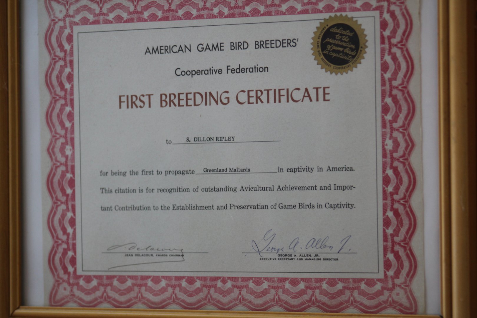 Greenland Mallard First Breeding