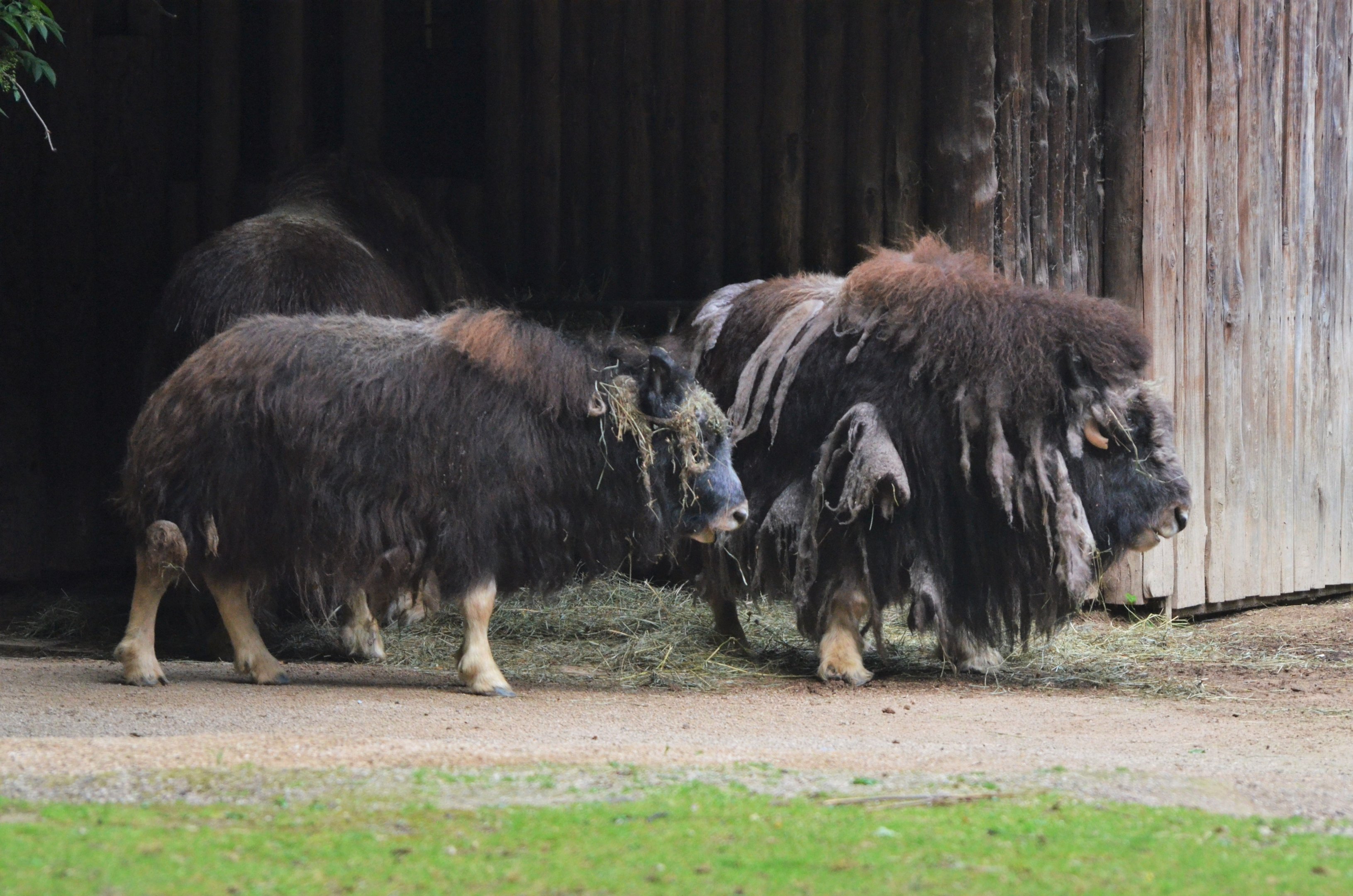 Greenland Musk Ox at Krefeld, 15/06/19