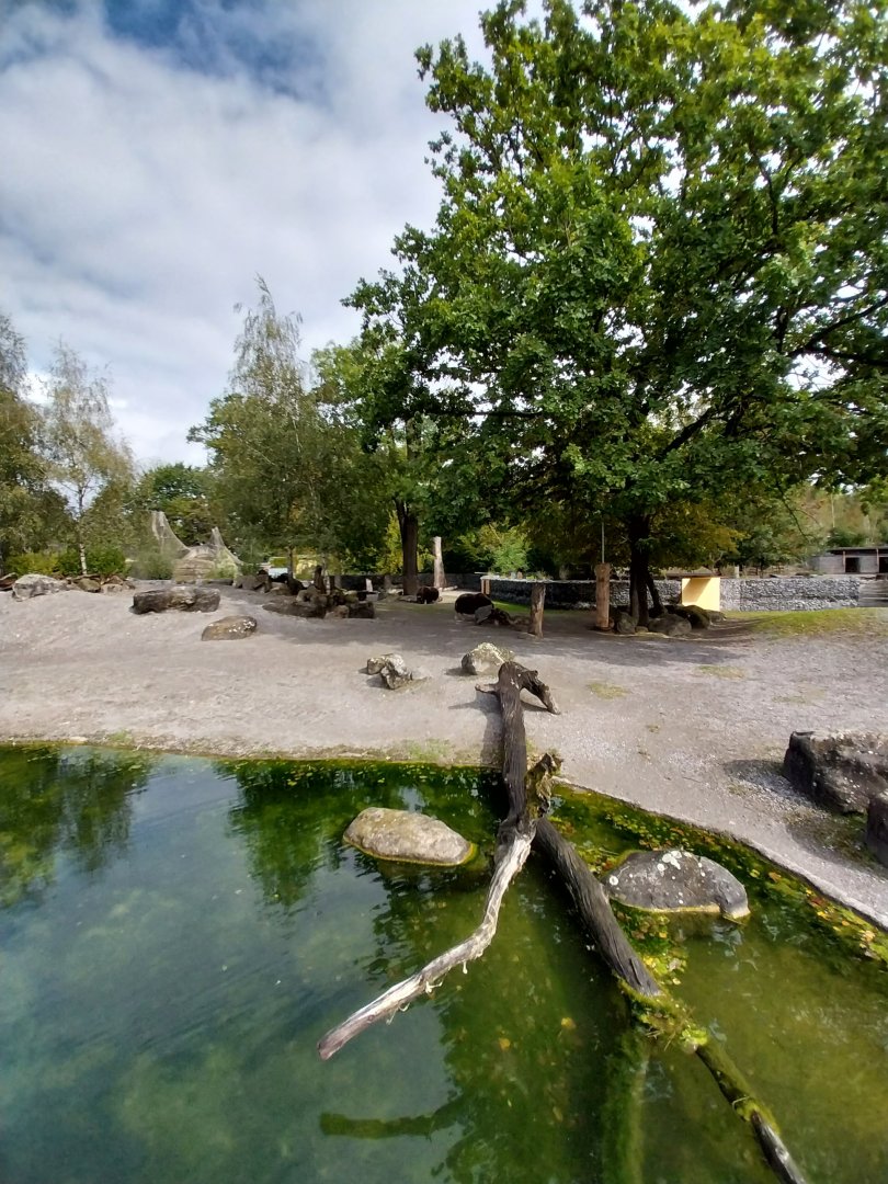 Greenland musk ox enclosure