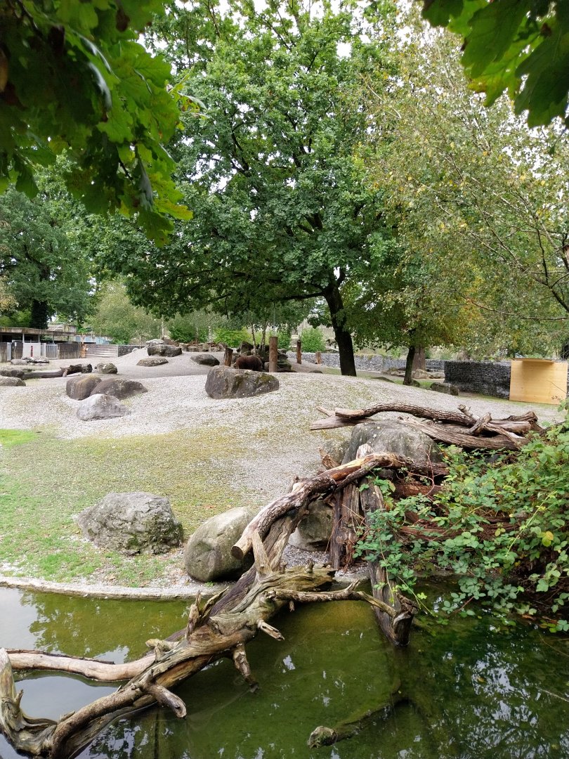 Greenland musk ox enclosure