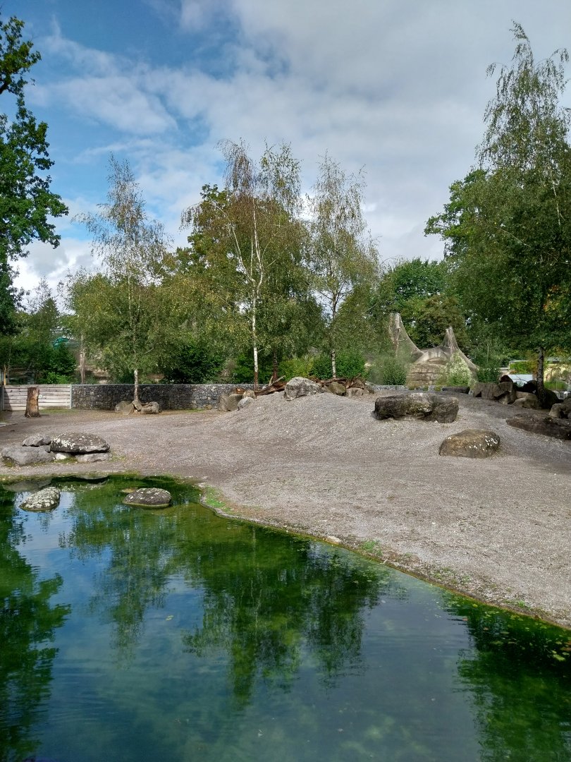 Greenland musk ox enclosure