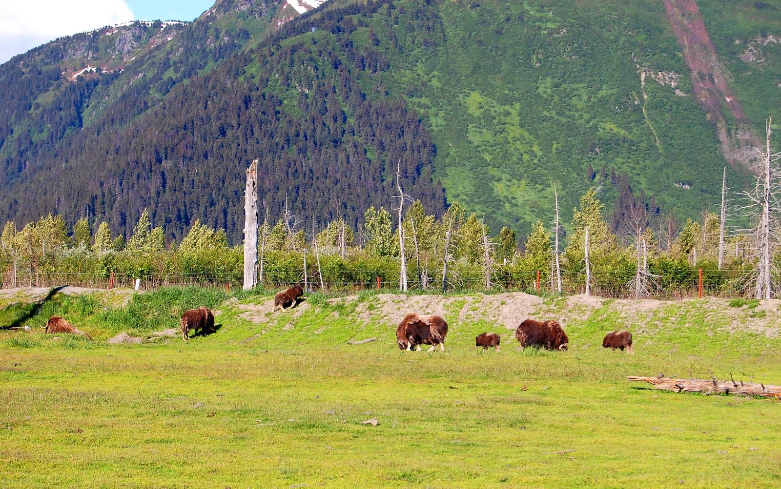Greenland Musk Ox Exhibit