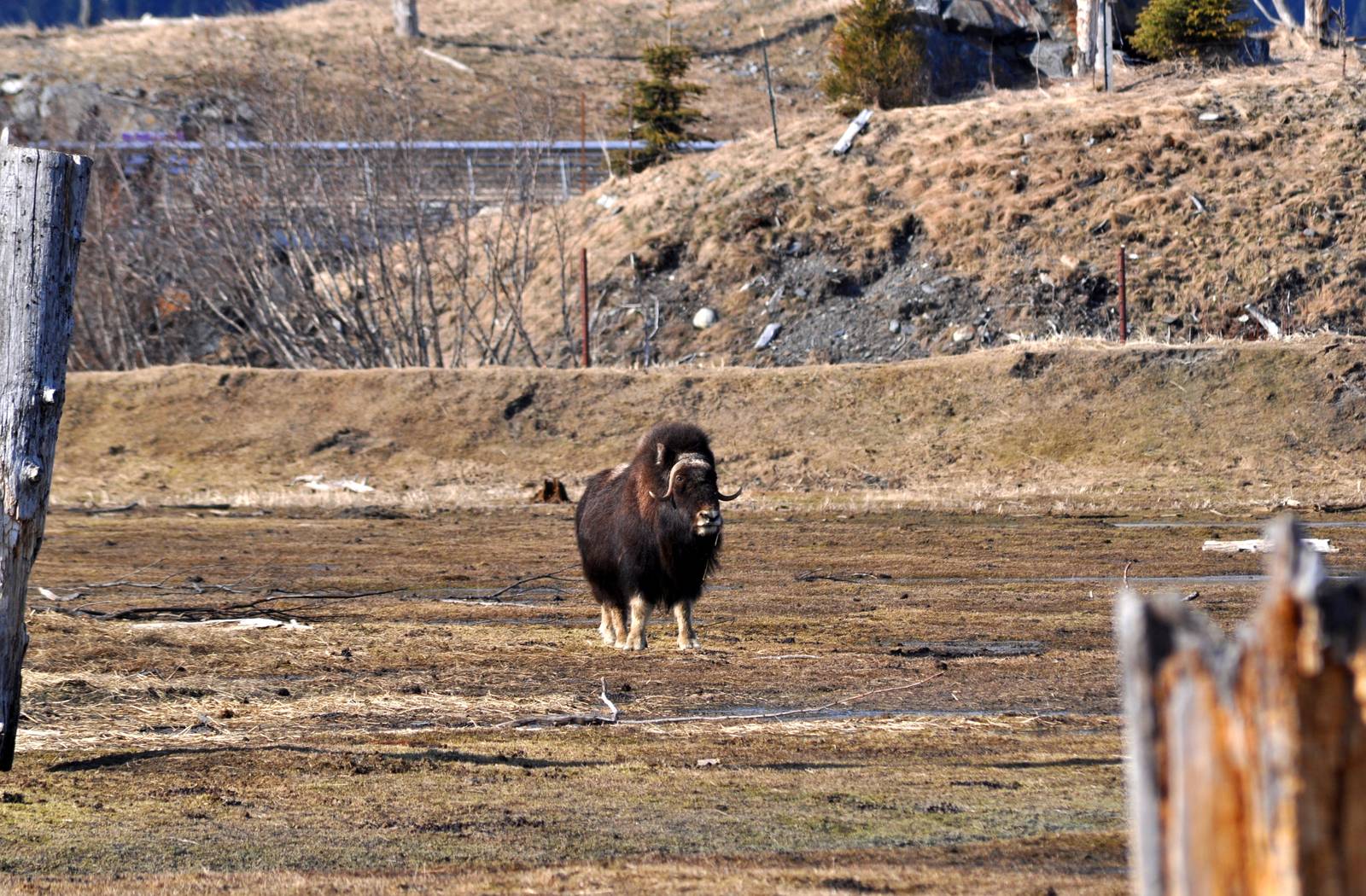 Greenland Musk Ox Exhibit.