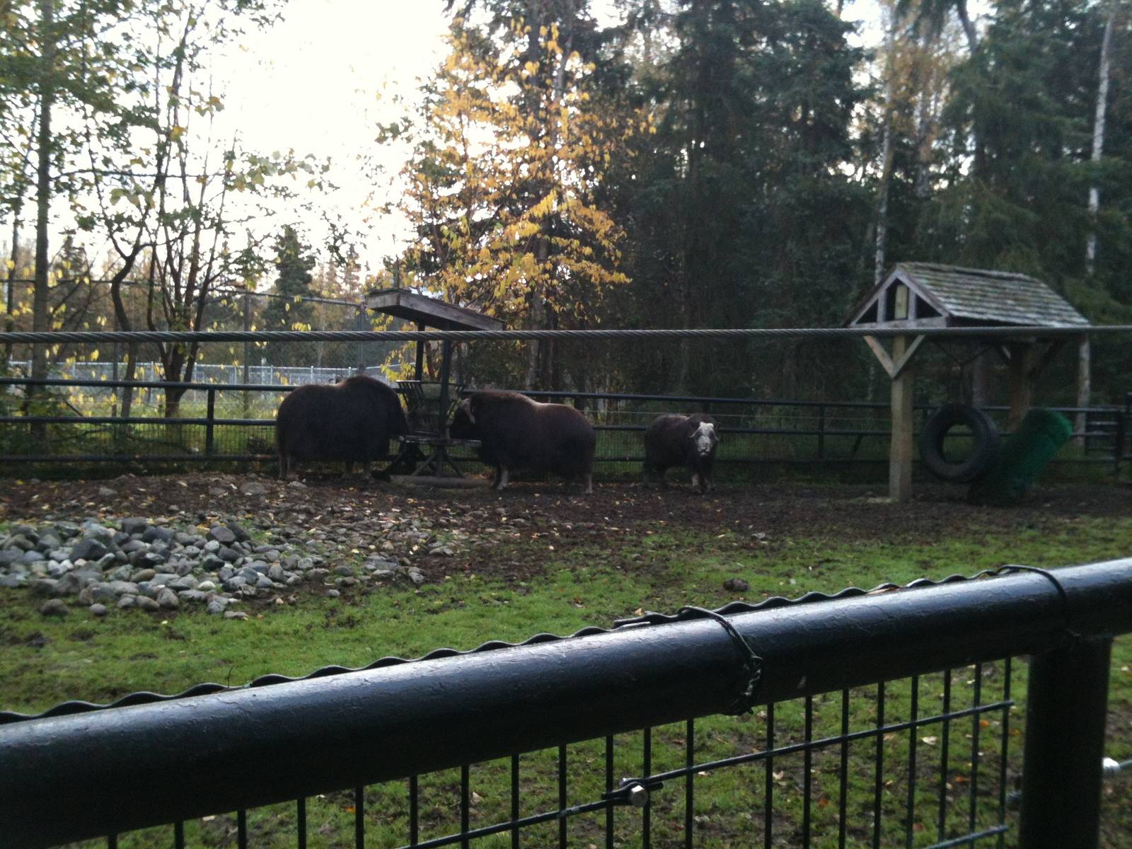 Greenland Musk Ox Exhibit