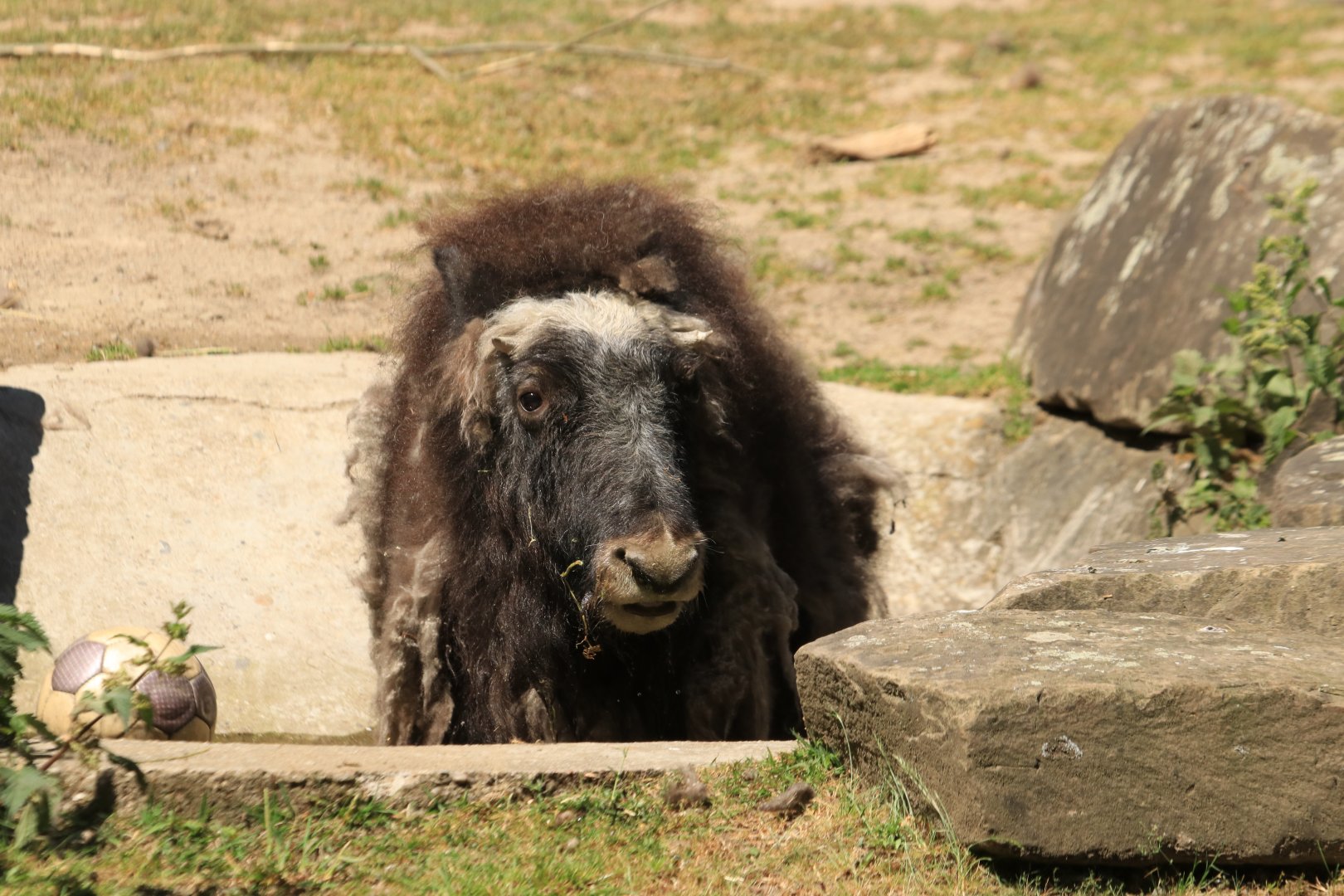 Greenland musk ox - May 2020