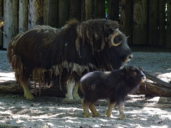 Greenland musk ox (Ovibos moschatus wardi) (07/22)