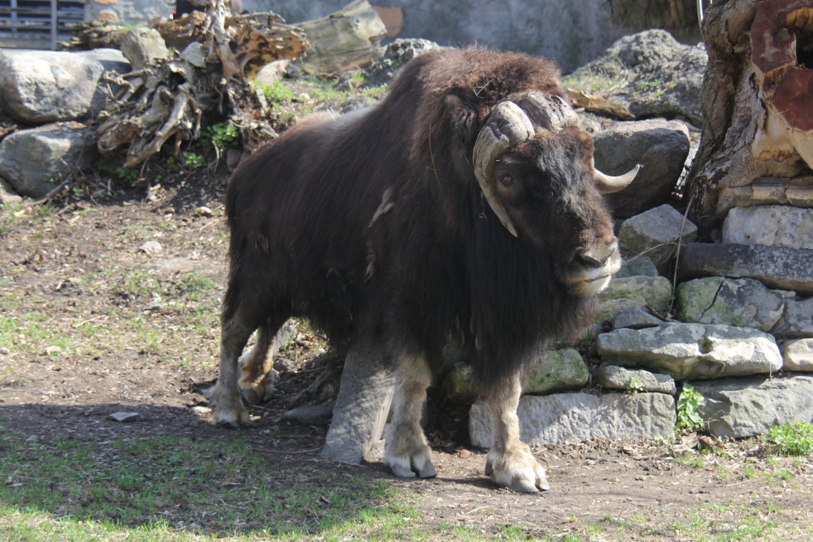 Greenland musk ox (Ovibos moschatus wardi)