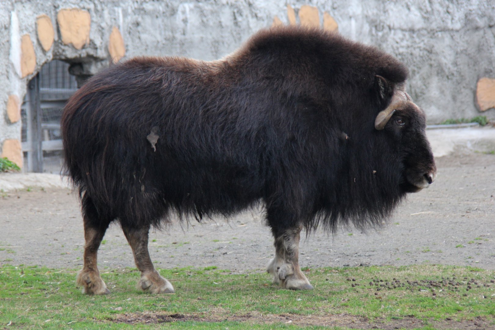 Greenland musk ox (Ovibos moschatus wardi)
