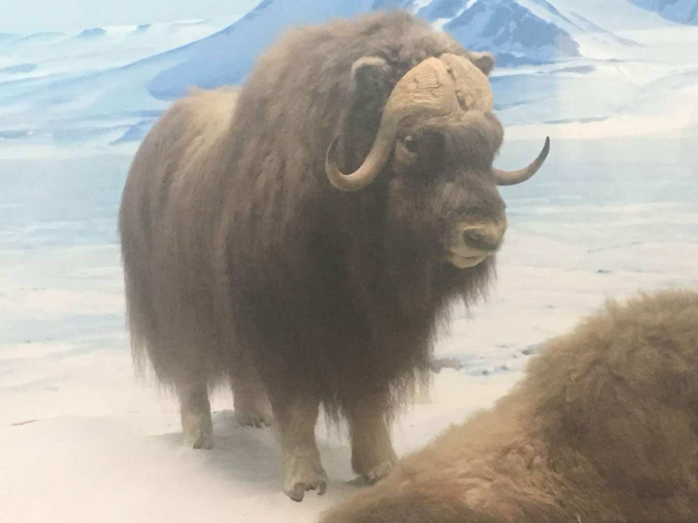 Greenland musk ox (Ovibos moschatus wardi)